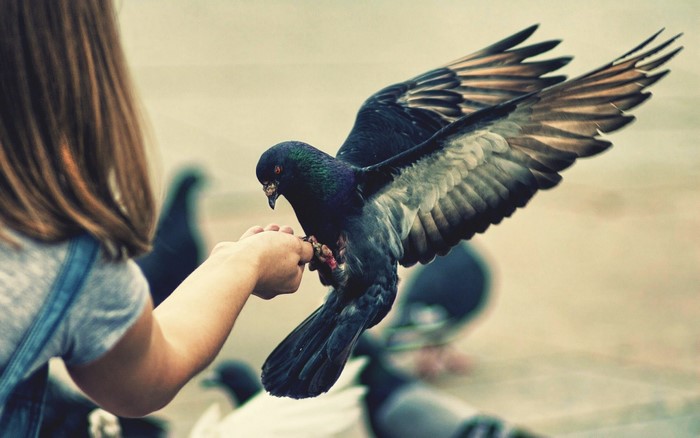 Girl feeding pigeons by hand