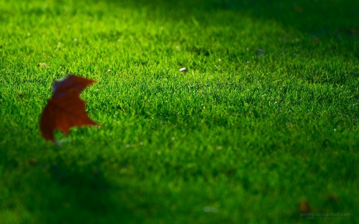 A single brown leaf on green grass with sunlight