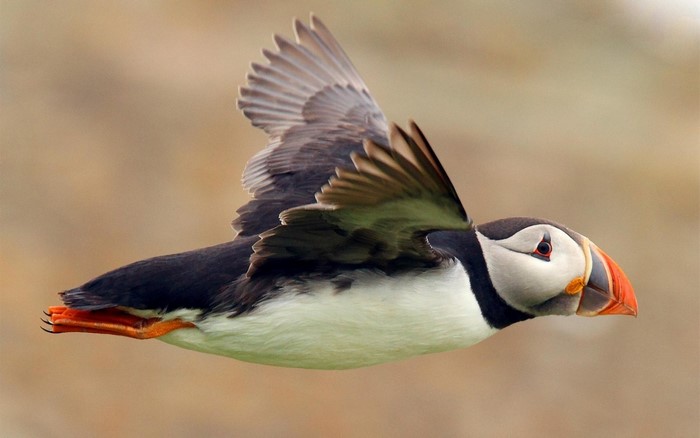 Atlantic Puffin in flight with colorful beak