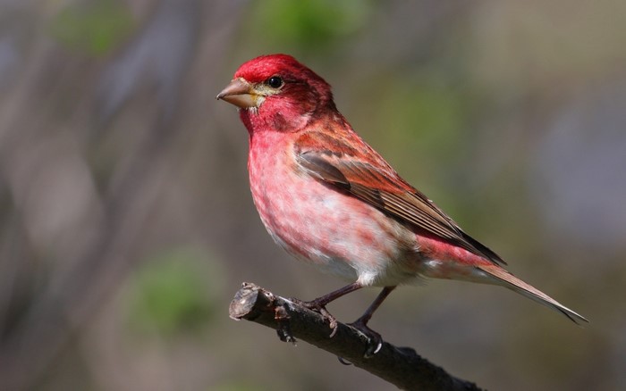 Vibrant Red Finch Perched on Branch