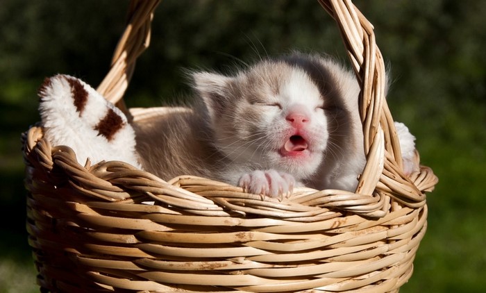 Kitten yawning in a wicker basket