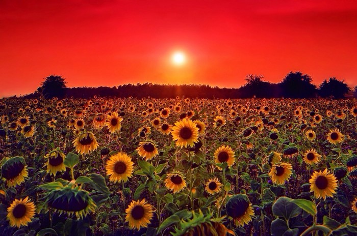 Field of sunflowers at sunset