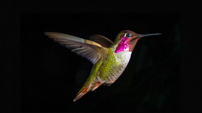 Anna's Hummingbird in flight against black background
