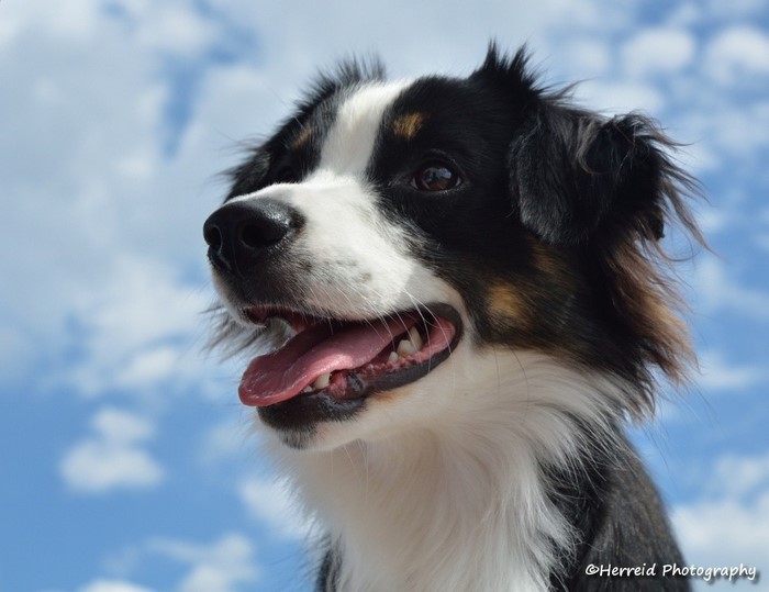 Happy Australian Shepherd Dog Outdoors