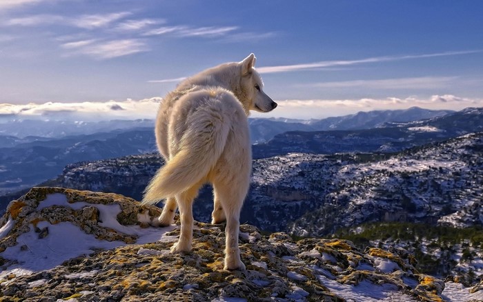 White wolf on a rocky mountain overlooking a snowy landscape