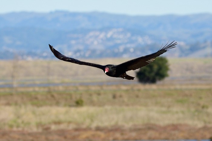 Turkey Vulture in flight over wetlands