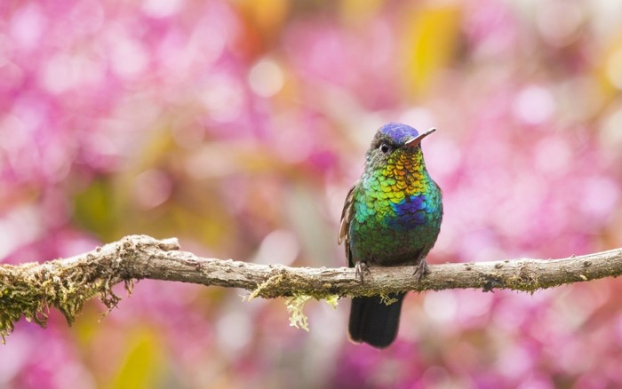 Hummingbird perched on a mossy branch with pink blossoms