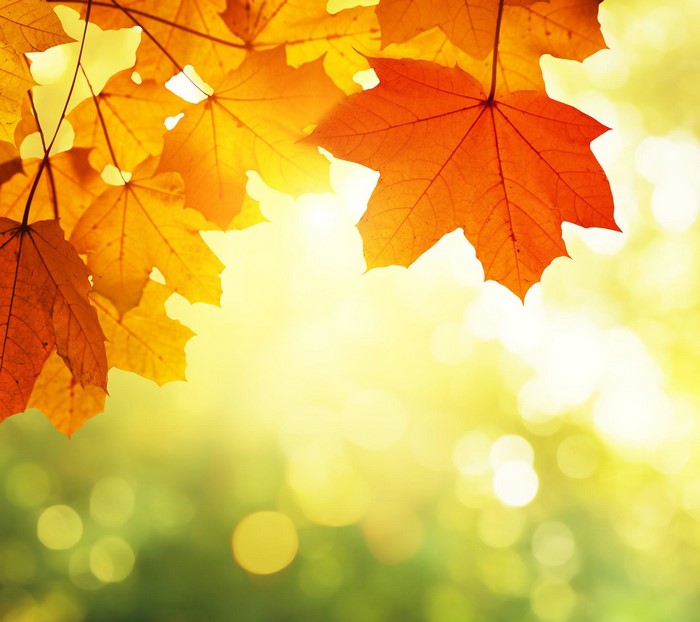 Autumn Maple Leaves with Sunlight