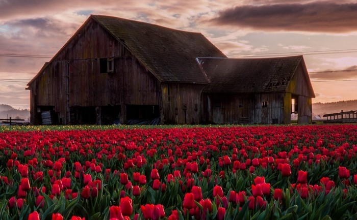 Barn in a field of red tulips at sunset