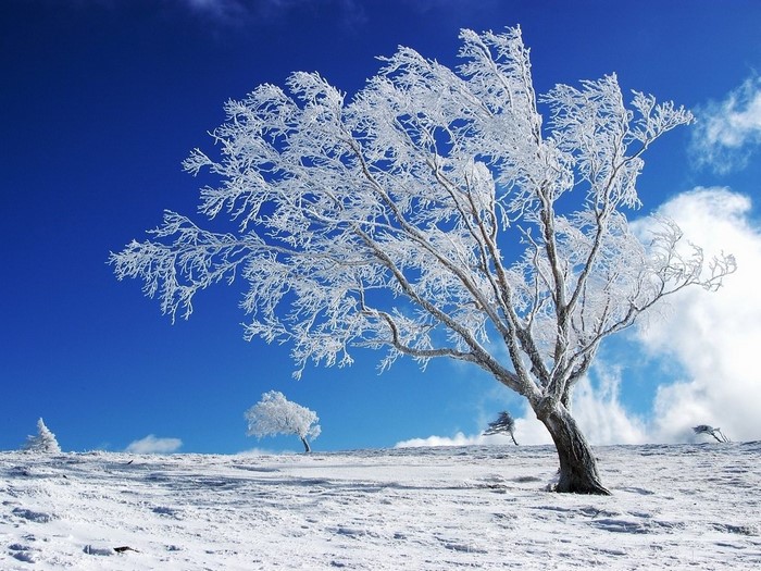 Tree covered in frost against a blue sky