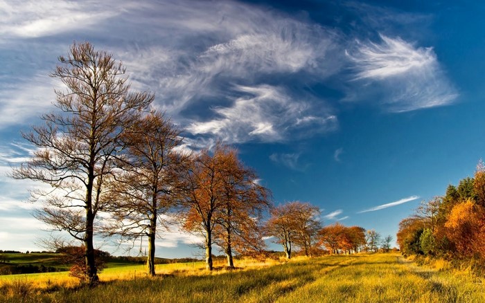 Autumn trees in a golden field under a blue sky