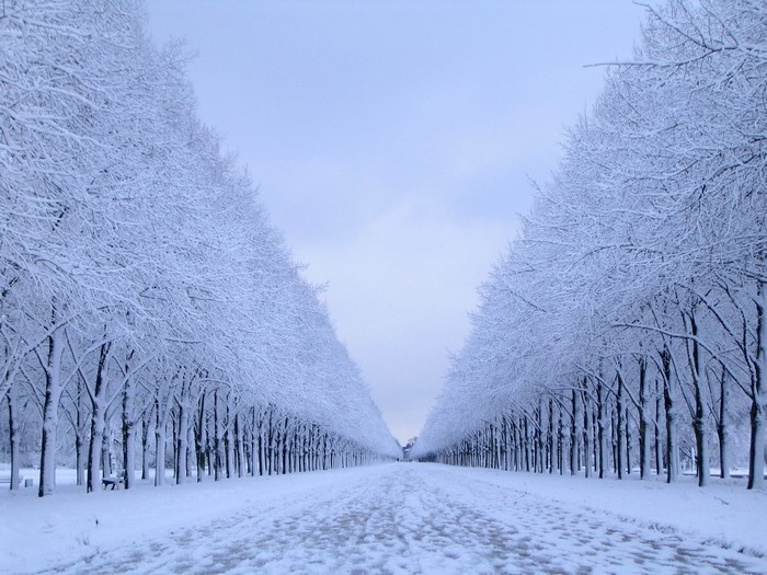 Snow-covered trees lining a path in winter