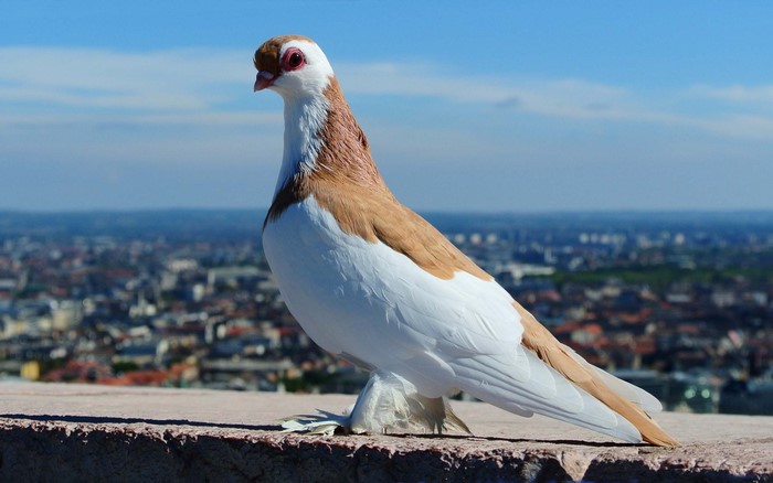 A pigeon with white and brown feathers stands on a ledge