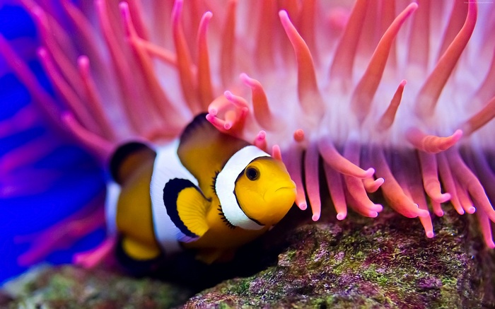 diving, Clownfish, Worlds best diving sites, deep sea creatures, Red sea, coral