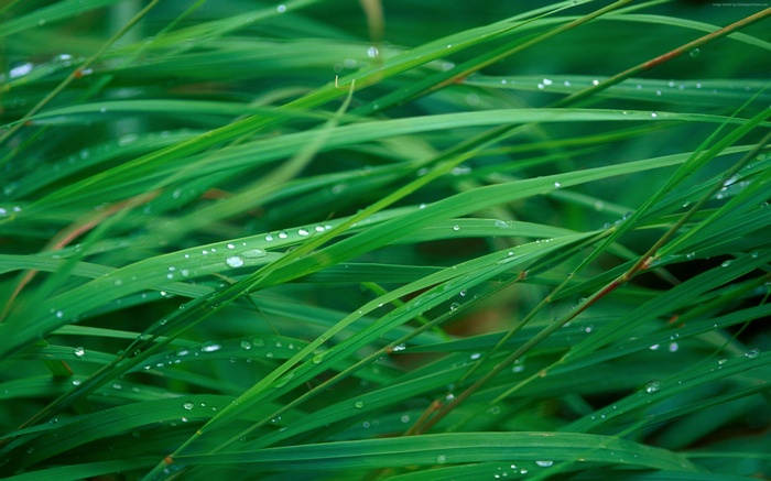 Green grass with dew drops