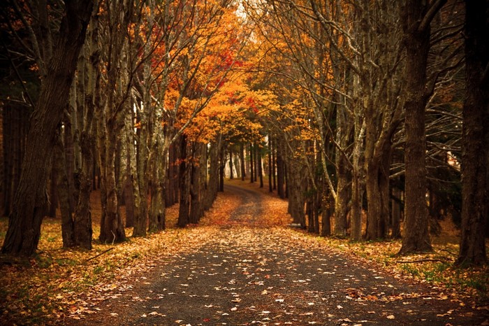 Autumn forest road with fallen leaves