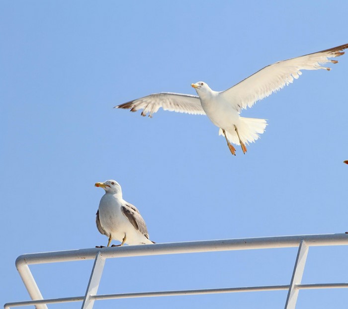Two seagulls against a clear blue sky