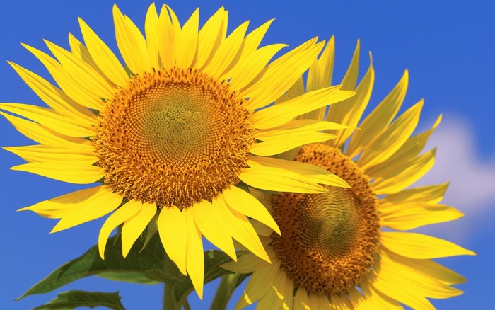 Two sunflowers against a bright blue sky