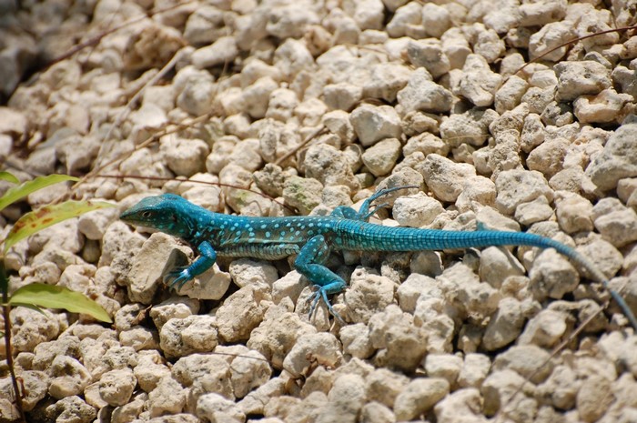 Teal lizard with white spots on pebbles
