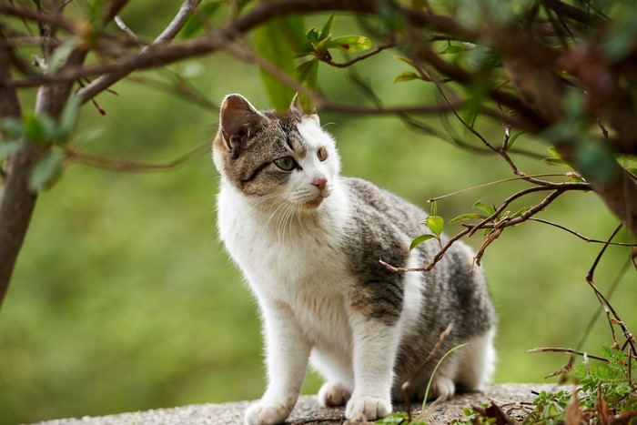 A tabby and white cat sits on a stone wall