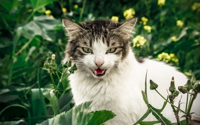 A cat hissing in green foliage
