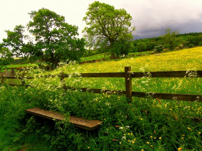 Wooden bench in a field of yellow flowers and green grass