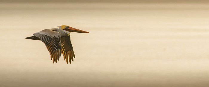 Brown Pelican in flight over water