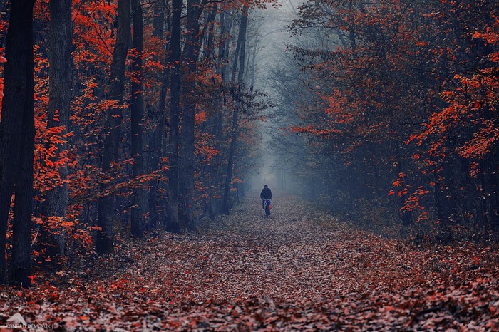 Person riding a bicycle through an autumn forest path