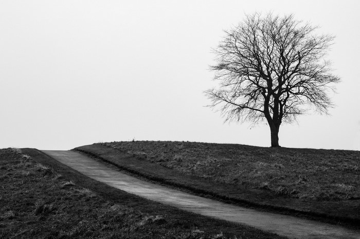 Bare tree on a grassy hill with a path