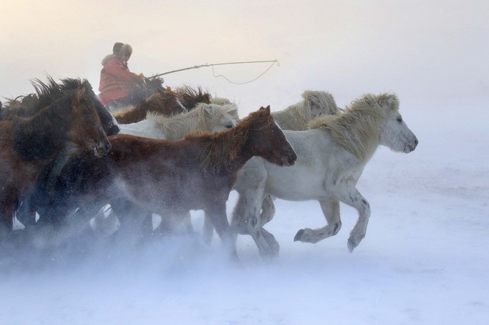 Person riding horses in a snowy landscape