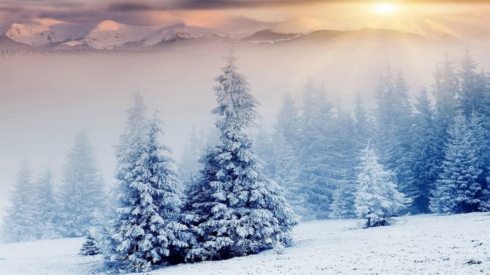 Snow-covered trees in a misty mountain landscape at sunrise