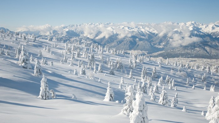 Snow-covered pine trees on a mountain slope with distant snow-capped mountains