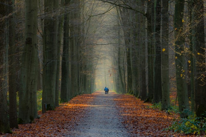 Two people walking on a path in an autumn forest