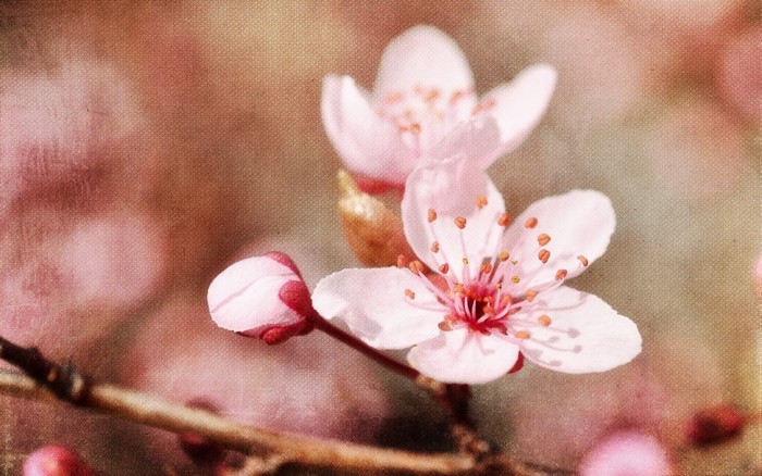 Pink cherry blossoms on a branch