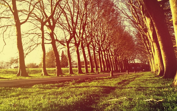 A tree-lined road in a grassy field during autumn