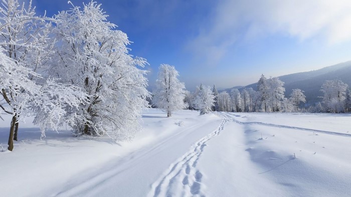 Snowy landscape with frosted trees and footprints
