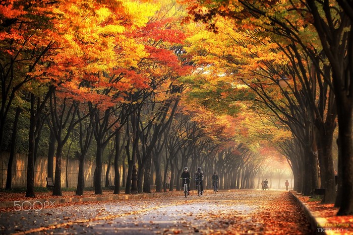 Autumn trees lining a road with cyclists