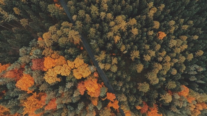 Aerial view of a forest road during autumn