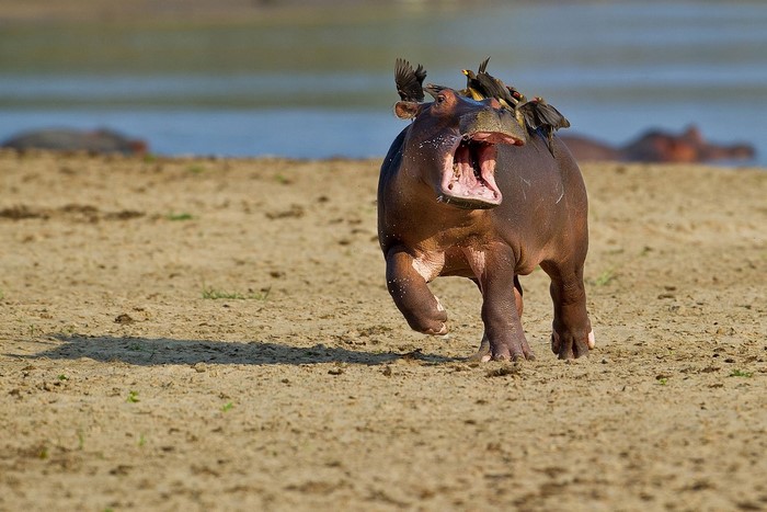 Hippopotamus running with birds on its back