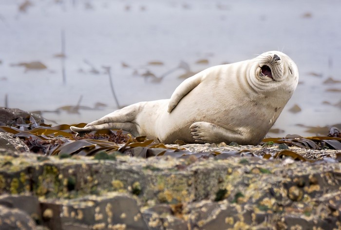 Seal lying on rocks with seaweed