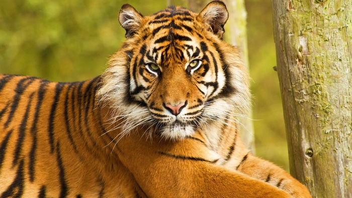 Tiger resting near a wooden post