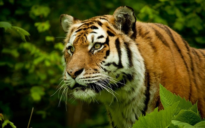 Tiger in a green forest with lush foliage