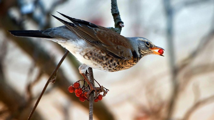 Bird eating a red berry from a branch