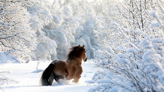 Brown horse running through a snowy forest