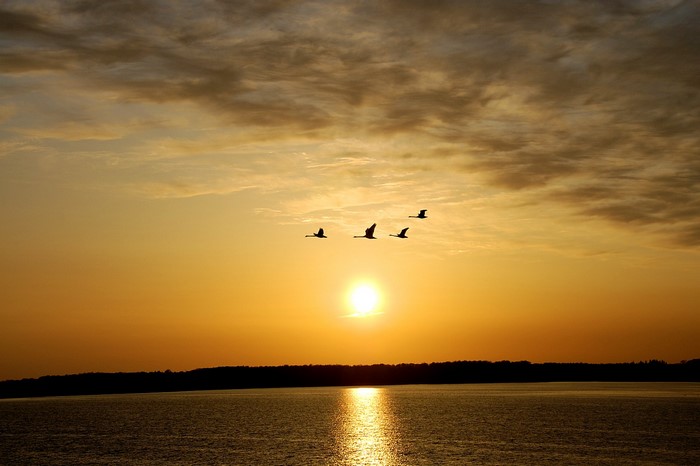 Four birds flying over the sea at sunset