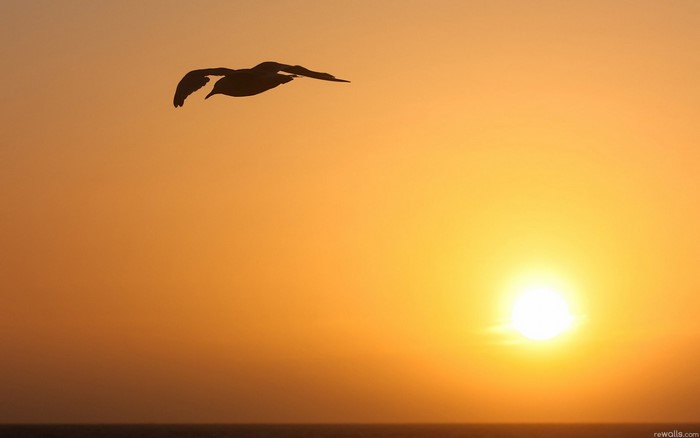 Silhouette of a bird flying at sunset over the ocean