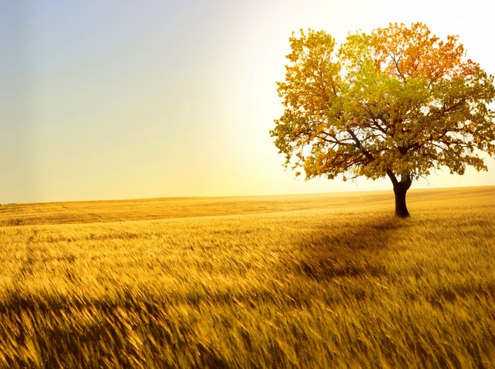 Golden field with a lone tree at sunset