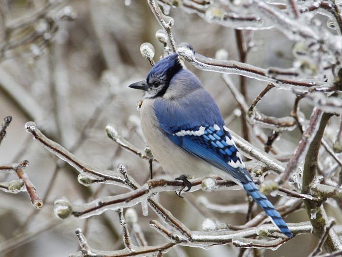 Blue Jay perched on an icy branch in winter