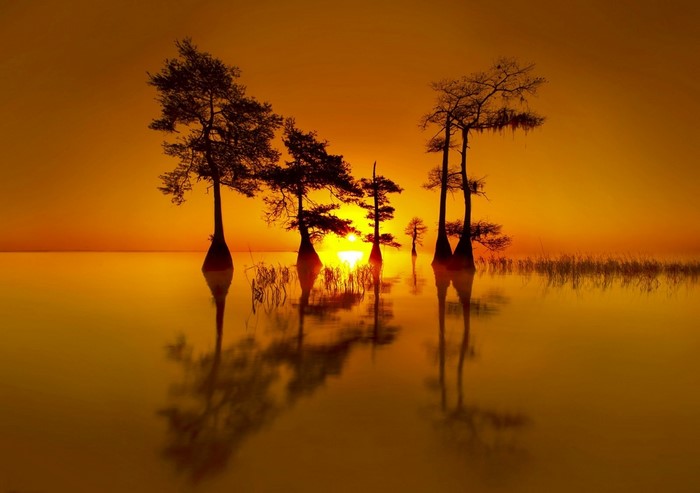 Cypress trees reflected in water at sunset