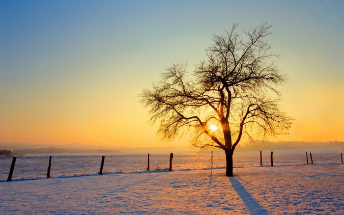 Bare tree in snowy field at sunset